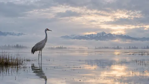 Crane standing in shallow water – fine-art wildlife photography Frame TV art