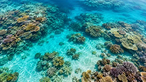 Coral reef viewed through clear shallows – fine-art photography Frame TV art