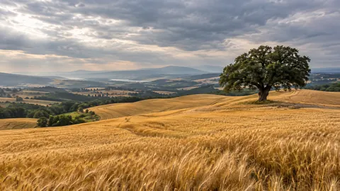 Golden wheat field and lone oak – fine-art natural photography Frame TV art